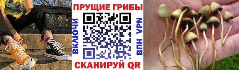 Галлюциногенные грибы Psilocybine cubensis  Сергач 